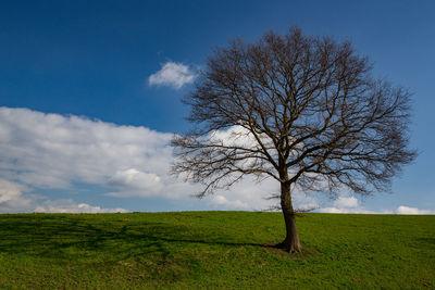 Bare tree on field against sky