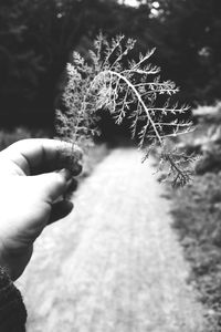 Close-up of snow on plant