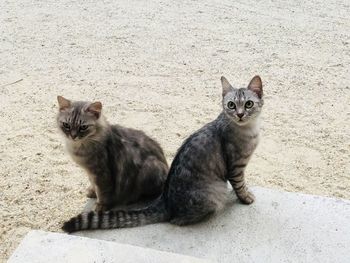 Portrait of cats sitting