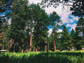 Trees in forest against sky