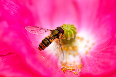 Close-up of hoverfly on pink poppy flower