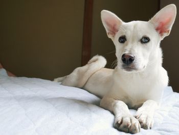 Portrait of a dog