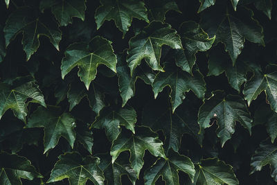 Full frame shot of leaves