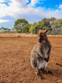 View of horse on field