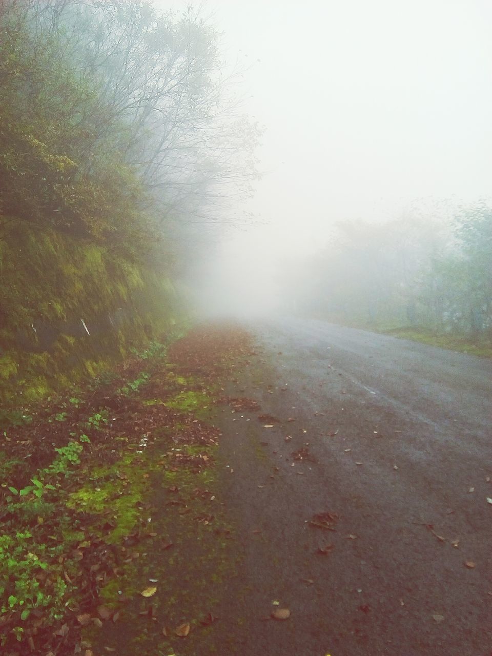 fog, nature, landscape, mist, scenics, tranquility, foggy, the way forward, tranquil scene, weather, tree, day, hazy, beauty in nature, no people, outdoors, road, grass, sky
