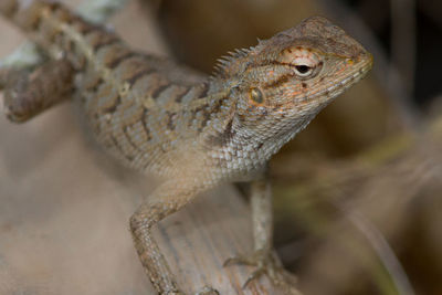 Close-up of lizard on tree