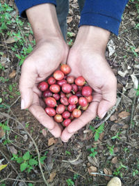 Coffee cup. coffee plantation. coffee beans background. coffee area landscape. lampung indonesia.