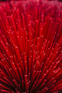 Full frame shot of red flower