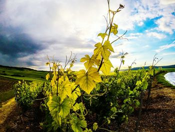 Scenic view of field against cloudy sky