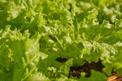 Zoom view green lettuce leaves with natural light