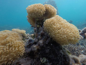 Close-up of coral in sea