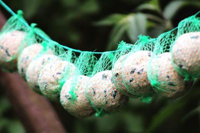 Nuts in net hanging on rope in yard