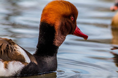 Close-up of duck swimming in lake