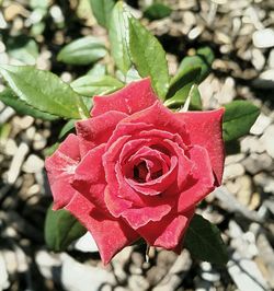 Close-up of wet red rose blooming outdoors