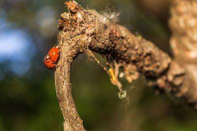 Close-up of ladybug on plant