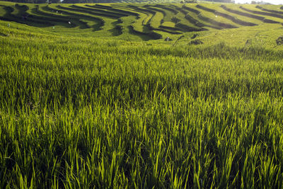 Scenic view of rice field