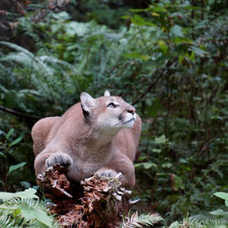 Close-up of lion against trees