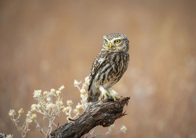 Close-up of bird perching on branch