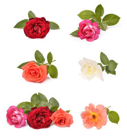 Close-up of rose bouquet against white background