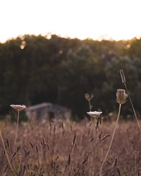 Close-up of wilted plant on field against sky during sunset