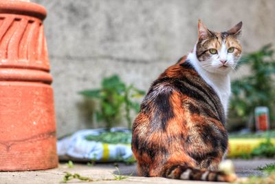 Perfect cat in the garden