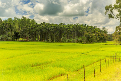 Scenic view of agricultural field against sky