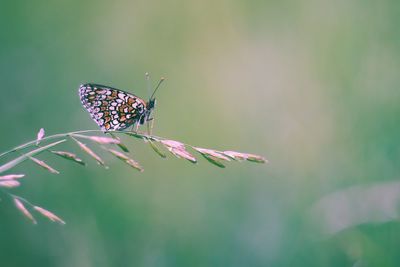 Butterfly perching on leaf