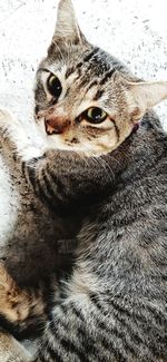 Close-up portrait of a cat