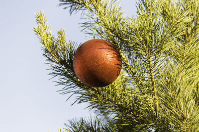 Close-up of fruit on tree