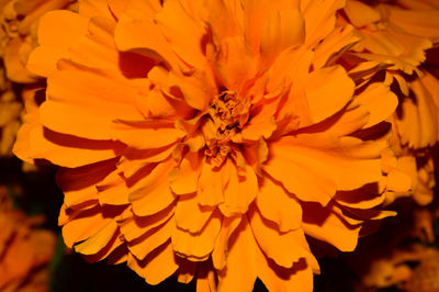 Close-up of yellow flower