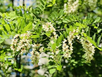 Close-up of flowering plant