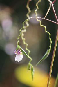 Close-up of plant