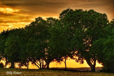 Silhouette trees on field against sky during sunset
