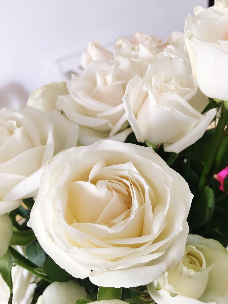 CLOSE-UP OF WHITE ROSES