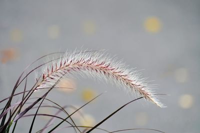 Close-up of stalks on field against sky