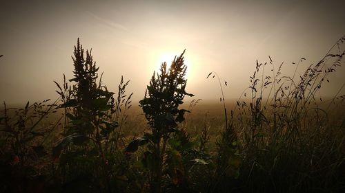 Close-up of plants on field against sky during sunset