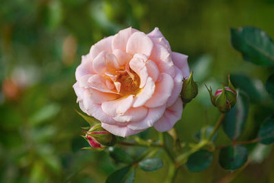 Peach-pibk rose flower in the summer garden 