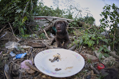 Portrait of dog sitting on field