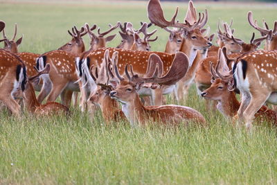 Deer in a field