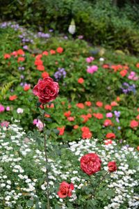 Close-up of pink flowering plants on field