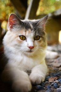 Close-up portrait of a cat