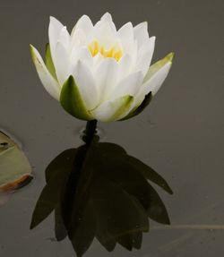 Close-up of water lily in lake