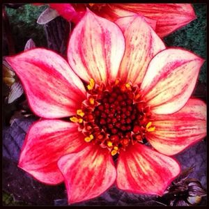 Close-up of red flowers