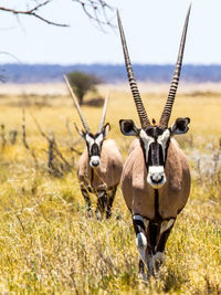 Portrait of oryx on grass against sky