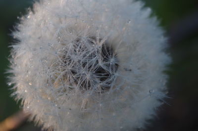 Close-up of dandelion