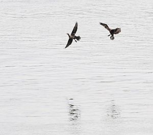 Birds flying over lake