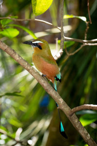 Close-up of bird perching on branch