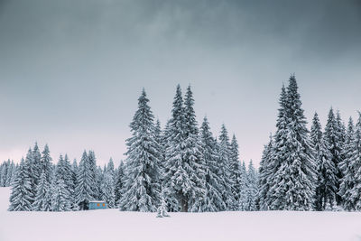 Pine trees on snow covered land against sky