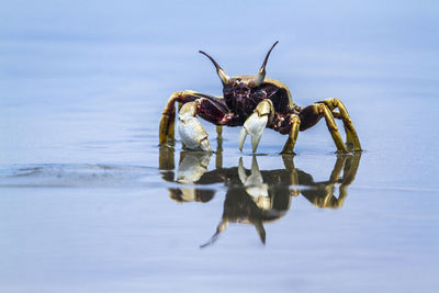 Close-up of insect on sea