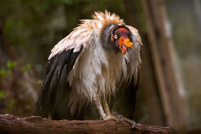 Close-up of bird perching on wood